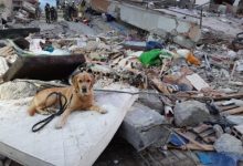 Photo of Premieră în R. Moldova: Chișinăul va găzdui o competiție internațională pentru câini salvatori
