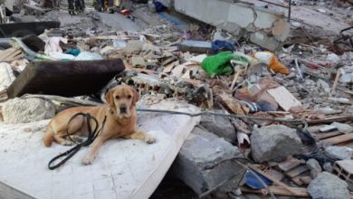 Photo of Premieră în R. Moldova: Chișinăul va găzdui o competiție internațională pentru câini salvatori