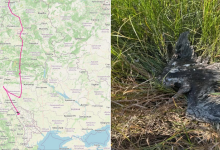 Photo of foto | Povestea cocostârcului negru Lembe, supranumit „Parașutistul”: A supraviețuit prăbușirii cuibului și a traversat patru țări, dar a fost împușcat în R. Moldova