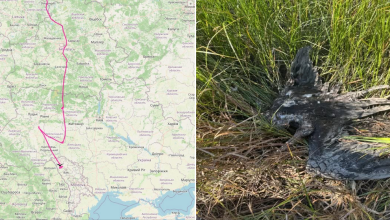 Photo of foto | Povestea cocostârcului negru Lembe, supranumit „Parașutistul”: A supraviețuit prăbușirii cuibului și a traversat patru țări, dar a fost împușcat în R. Moldova