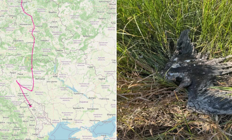Photo of foto | Povestea cocostârcului negru Lembe, supranumit „Parașutistul”: A supraviețuit prăbușirii cuibului și a traversat patru țări, dar a fost împușcat în R. Moldova