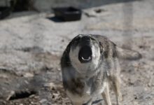 Photo of Tragedie la Vulcănești: Un bărbat ar fi fost sfâșiat de propriul câine de rasă