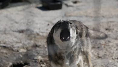 Photo of Tragedie la Vulcănești: Un bărbat ar fi fost sfâșiat de propriul câine de rasă